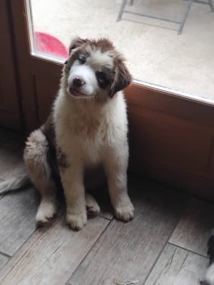 Les chiots de Berger Australien