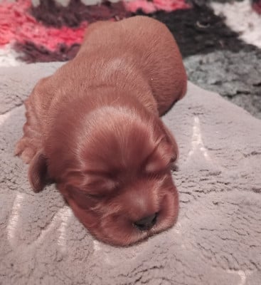 Les chiots de Cavalier King Charles Spaniel