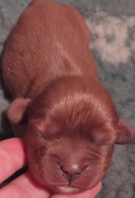 Les chiots de Cavalier King Charles Spaniel