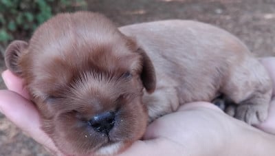 Les chiots de Cavalier King Charles Spaniel
