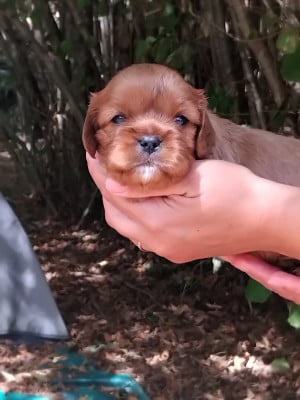 Les chiots de Cavalier King Charles Spaniel