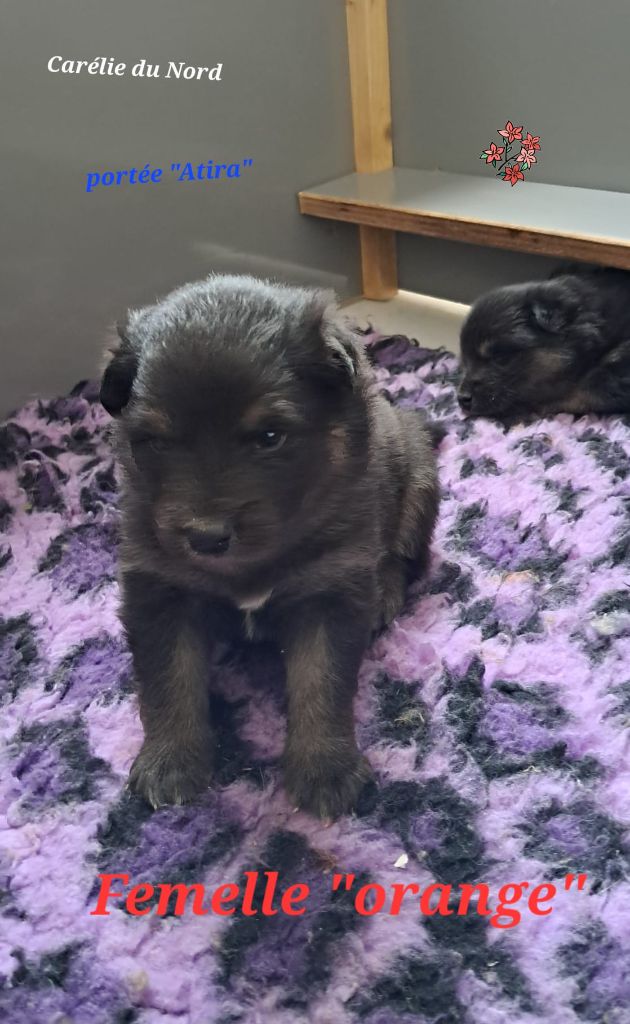 CHIOT collier orange