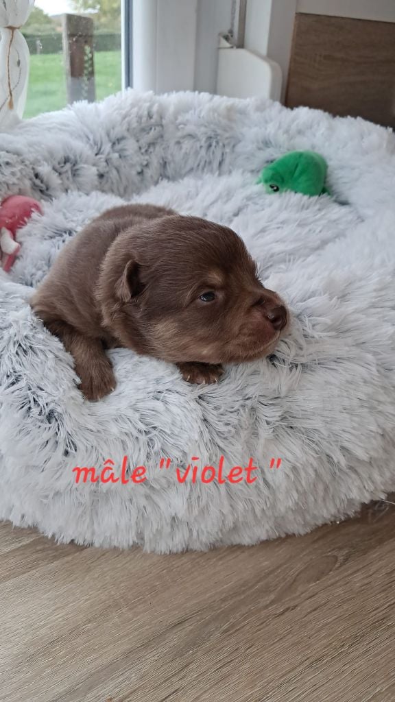 CHIOT collier violet