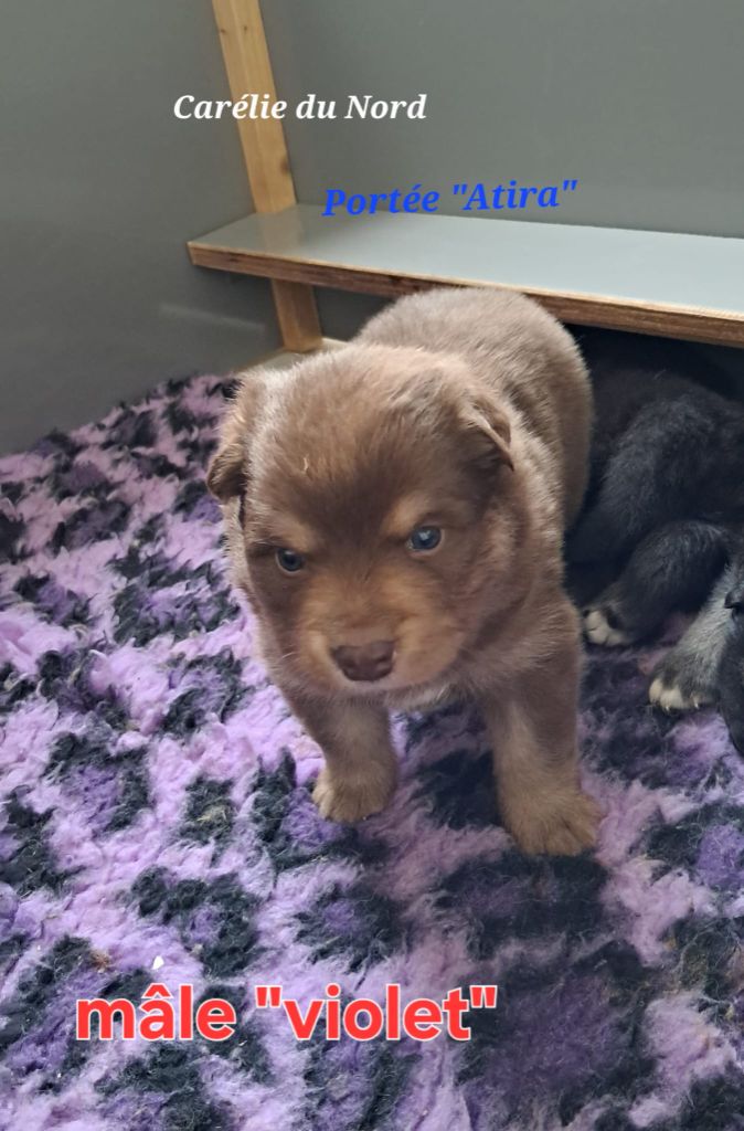 CHIOT collier violet