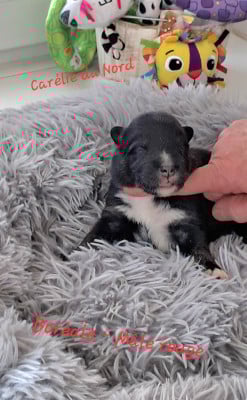 Les chiots de Chien finnois de Laponie