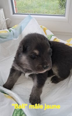 Les chiots de Chien finnois de Laponie