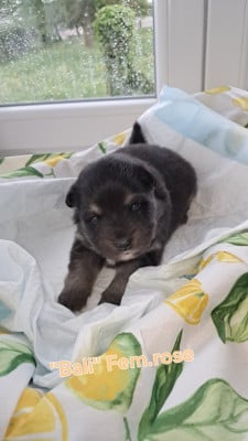 Les chiots de Chien finnois de Laponie