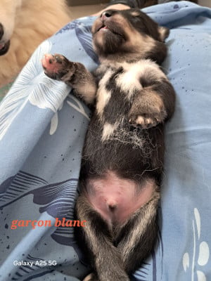 Les chiots de Chien finnois de Laponie