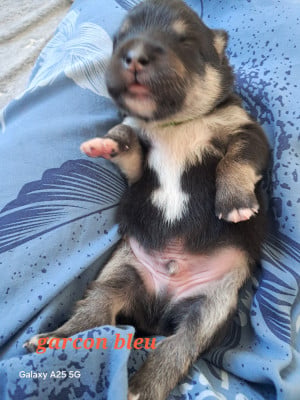 Les chiots de Chien finnois de Laponie