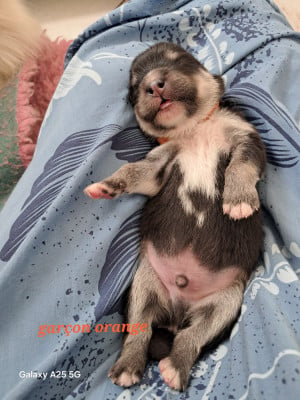 Les chiots de Chien finnois de Laponie