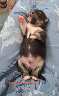 Les chiots de Chien finnois de Laponie