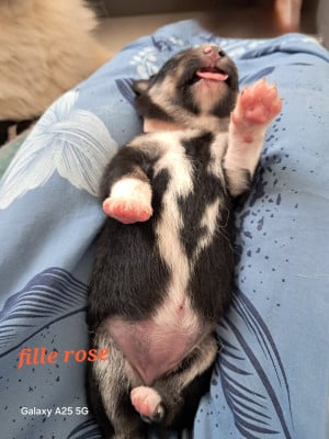 Les chiots de Chien finnois de Laponie