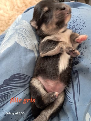 Les chiots de Chien finnois de Laponie