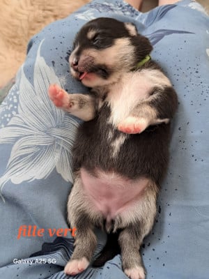 Les chiots de Chien finnois de Laponie