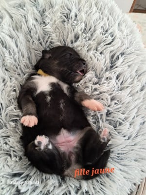 Les chiots de Chien finnois de Laponie
