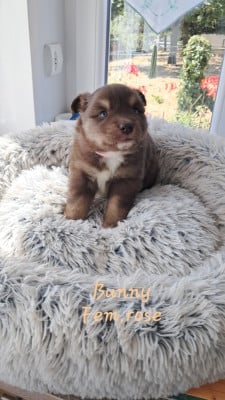 Les chiots de Chien finnois de Laponie