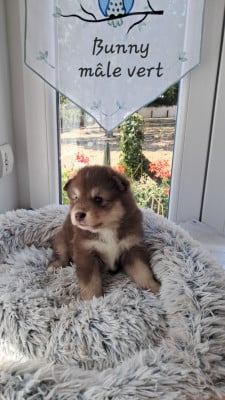 Les chiots de Chien finnois de Laponie