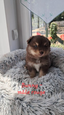 Les chiots de Chien finnois de Laponie