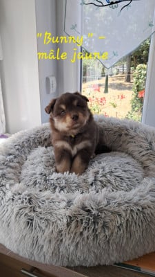 Les chiots de Chien finnois de Laponie