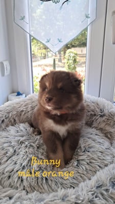 Les chiots de Chien finnois de Laponie
