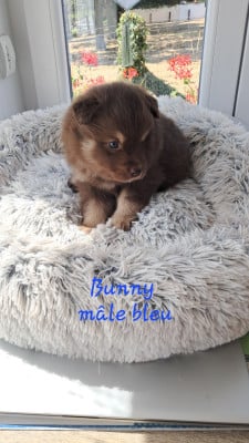 Les chiots de Chien finnois de Laponie