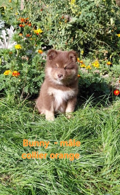Les chiots de Chien finnois de Laponie