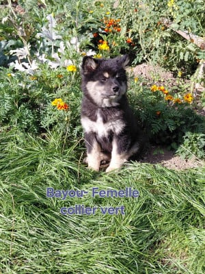 Les chiots de Chien finnois de Laponie