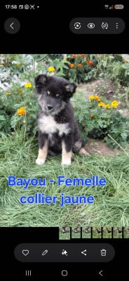 Les chiots de Chien finnois de Laponie