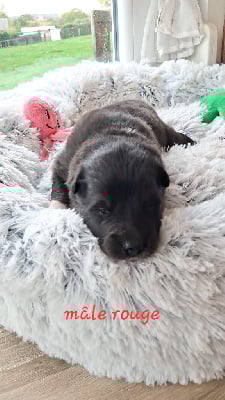 Les chiots de Chien finnois de Laponie