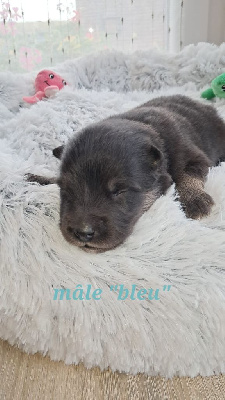 Les chiots de Chien finnois de Laponie