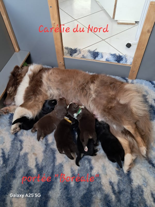 Chien finnois de Laponie - Carélie du nord