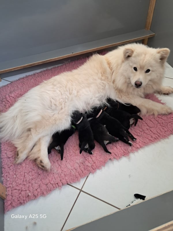Chien finnois de Laponie - Carélie du nord