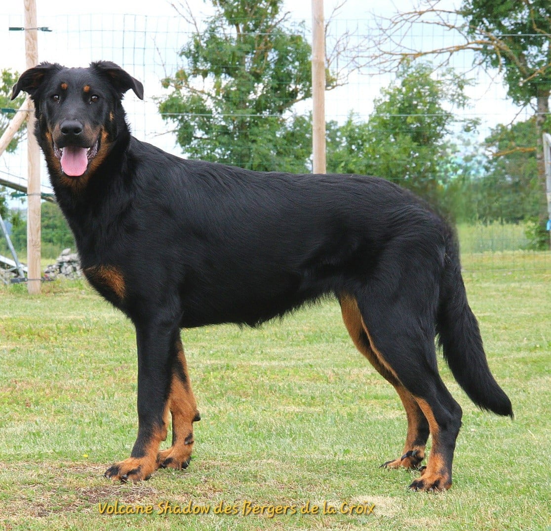 Publication : Des Bergers De La Croix Auteur : Des Bergers de la Croix