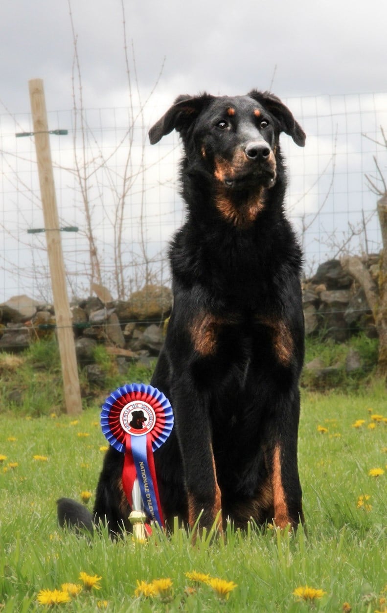 Publication : Des Bergers De La Croix Auteur : Vegas - 9 mois