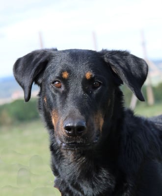 Des Bergers De La Croix