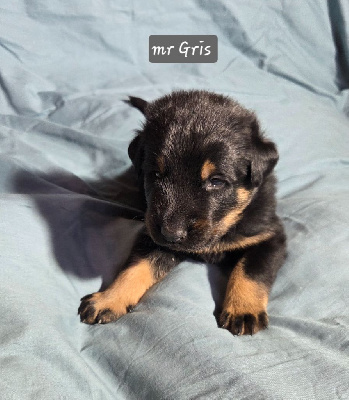 Les chiots de Berger de Beauce