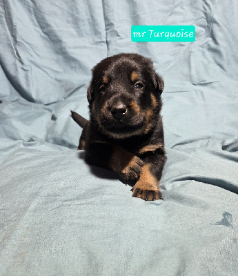 Les chiots de Berger de Beauce