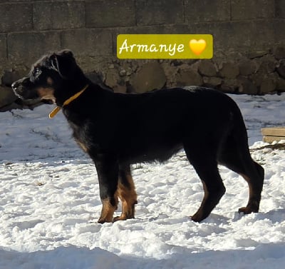 Les chiots de Berger de Beauce