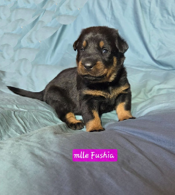 Les chiots de Berger de Beauce