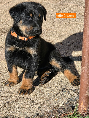 Les chiots de Berger de Beauce