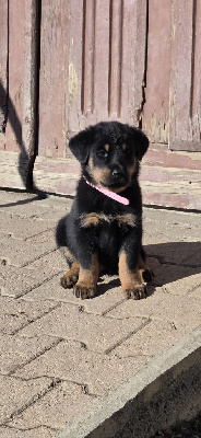 Les chiots de Berger de Beauce