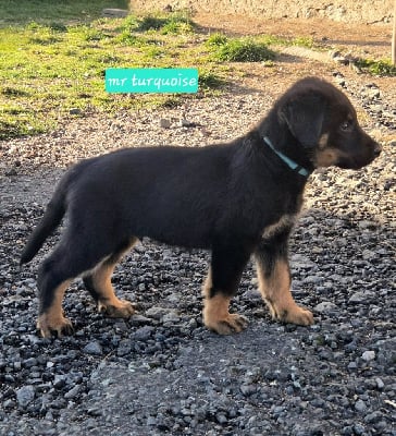 Les chiots de Berger de Beauce