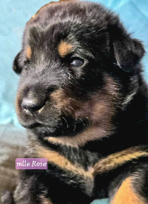 Les chiots de Berger de Beauce