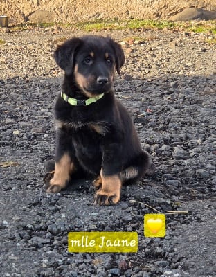 Les chiots de Berger de Beauce