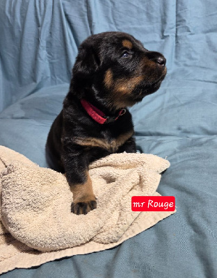 Les chiots de Berger de Beauce