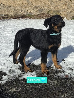 Les chiots de Berger de Beauce