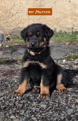 Les chiots de Berger de Beauce