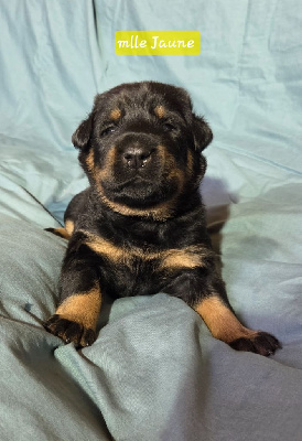 Les chiots de Berger de Beauce