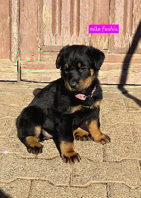Les chiots de Berger de Beauce