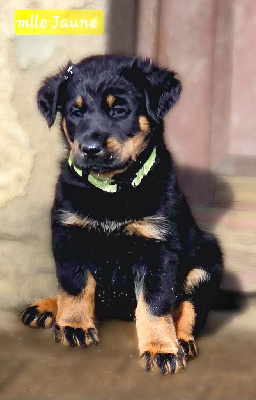 Les chiots de Berger de Beauce